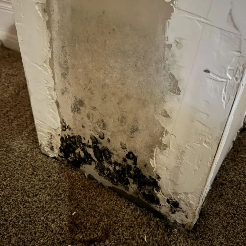 Professional Mold Removal in South Yuba City, CA